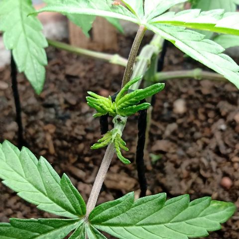 MK 1 growlog timeline photo