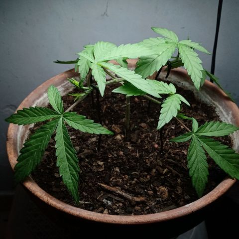 MK 1 growlog timeline photo