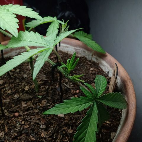 MK 1 growlog timeline photo