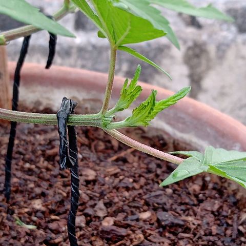 MK 1 growlog photo: 7:24 de la mañana