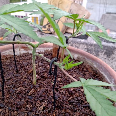 MK 1 growlog photo: 7:24 de la mañana