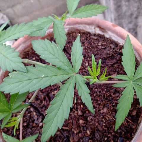 MK 1 growlog photo: 7:24 de la mañana