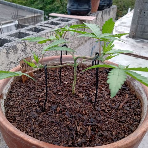 MK 1 growlog photo: 7:24 de la mañana