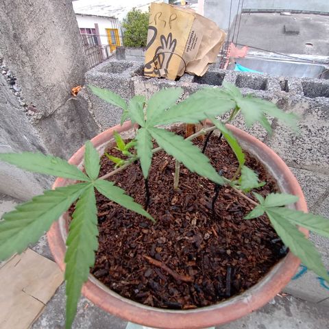 MK 1 growlog photo: 7:24 de la mañana