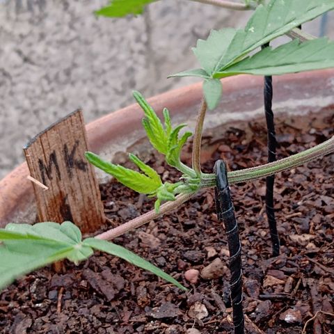 MK 1 growlog photo: 7:24 de la mañana