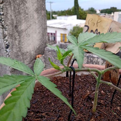 MK 1 growlog photo: 7:24 de la mañana