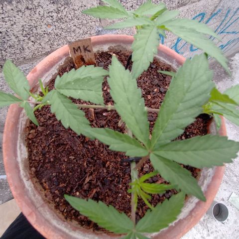 MK 1 growlog photo: 7:24 de la mañana
