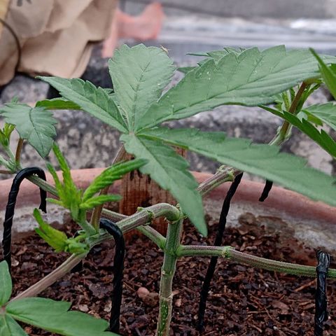MK 1 growlog timeline photo