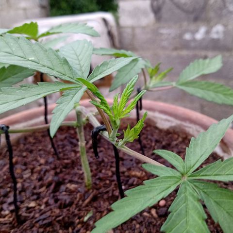 MK 1 growlog timeline photo