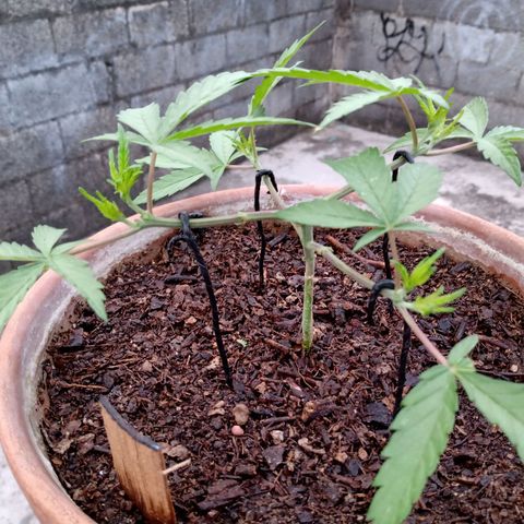 MK 1 growlog photo: 7:24 de la mañana