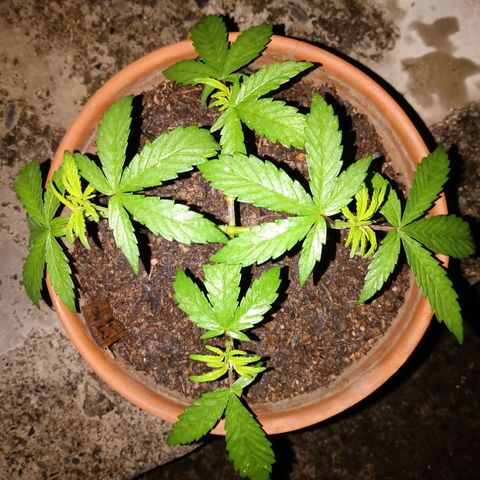 MK 1 growlog timeline photo