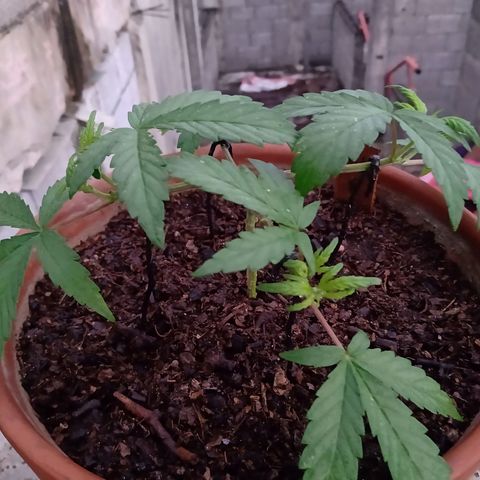 MK 1 growlog timeline photo