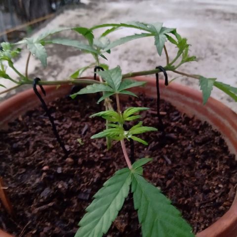 MK 1 growlog timeline photo