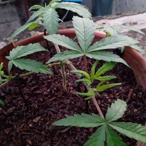MK 1 growlog timeline photo