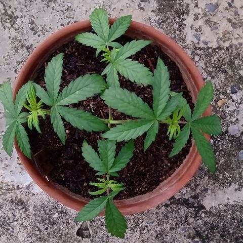 MK 1 growlog timeline photo