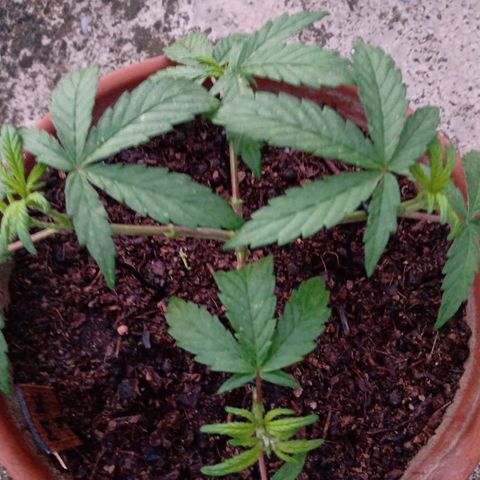 MK 1 growlog timeline photo