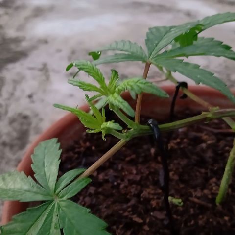 MK 1 growlog timeline photo