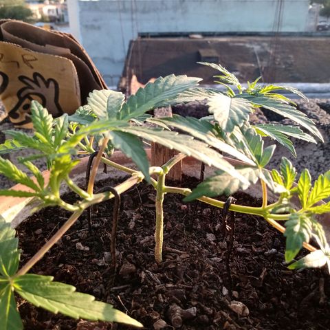 MK 1 growlog timeline photo