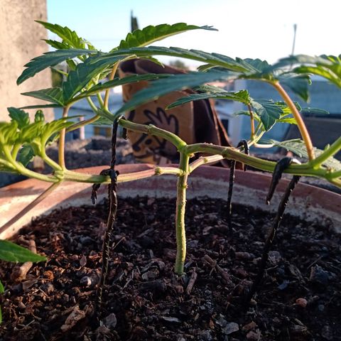 MK 1 growlog timeline photo