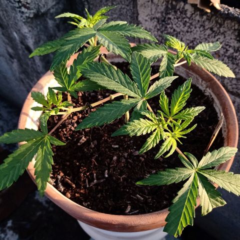 MK 1 growlog timeline photo