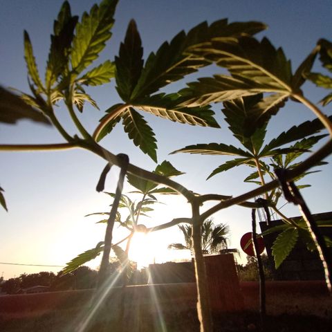 MK 1 growlog timeline photo