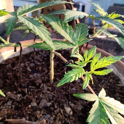 MK 1 growlog timeline photo