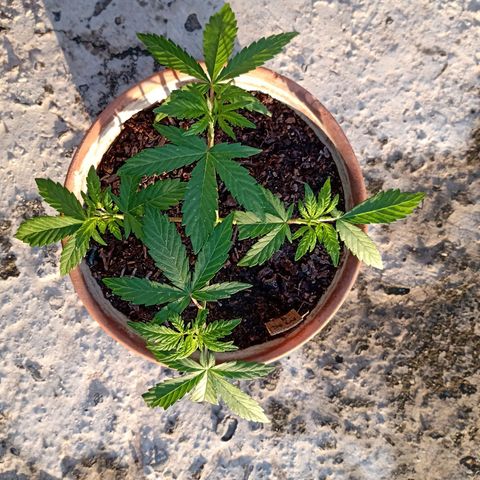 MK 1 growlog timeline photo