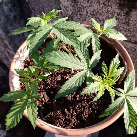 MK 1 growlog timeline photo