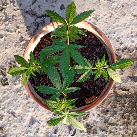 MK 1 growlog timeline photo