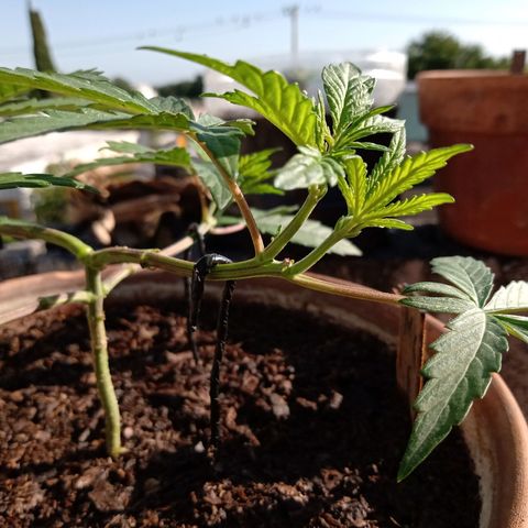 MK 1 growlog timeline photo