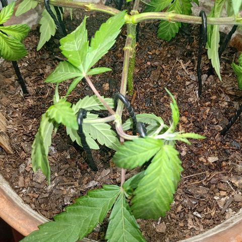 MK 1 growlog photo: Main lining paso dos
