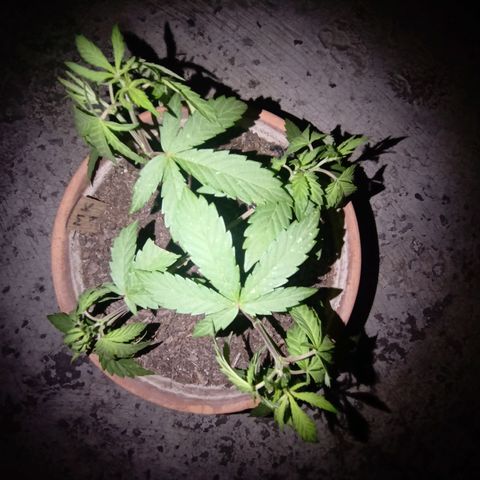 MK 1 growlog photo: Main lining paso dos