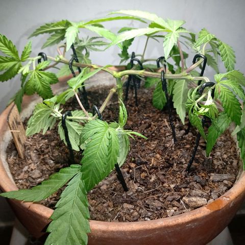 MK 1 growlog photo: Main lining paso dos
