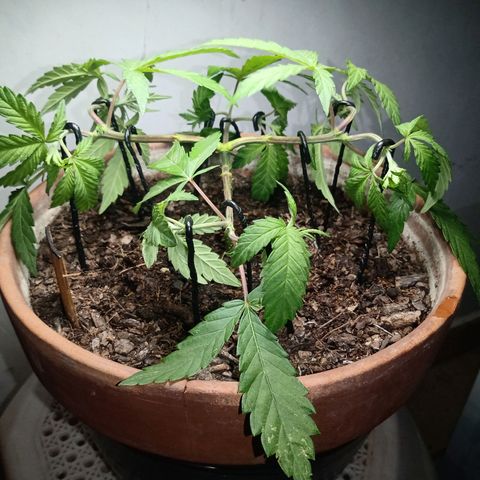 MK 1 growlog photo: Main lining paso dos