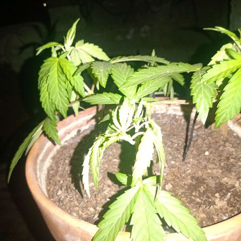 MK 1 growlog photo: Main lining paso dos