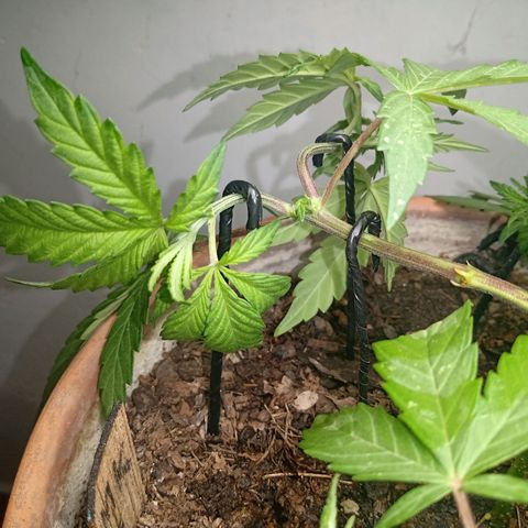 MK 1 growlog photo: Main lining paso dos