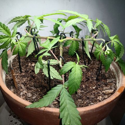 MK 1 growlog photo: Main lining paso dos