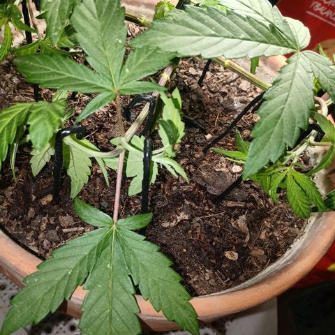 MK 1 growlog photo: Main lining paso dos