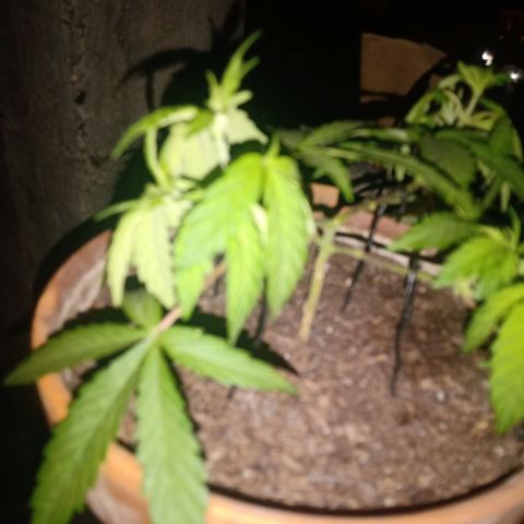 MK 1 growlog photo: Main lining paso dos