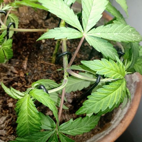 MK 1 growlog photo: Main lining paso dos