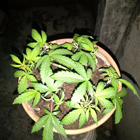MK 1 growlog timeline photo