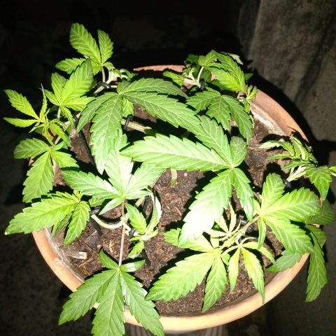 MK 1 growlog timeline photo
