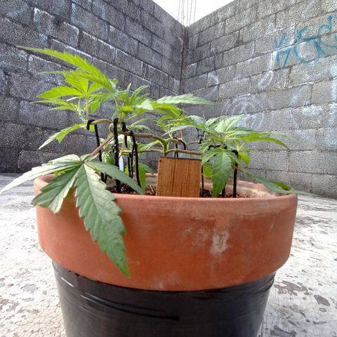MK 1 growlog timeline photo