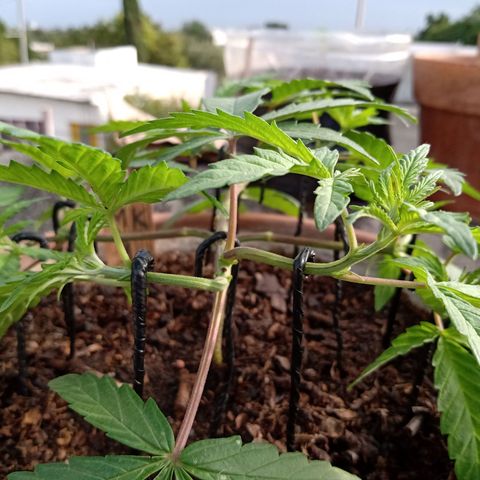 MK 1 growlog timeline photo