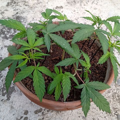 MK 1 growlog timeline photo