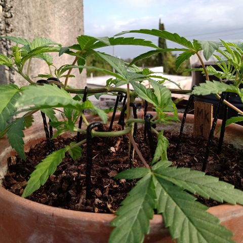 MK 1 growlog timeline photo