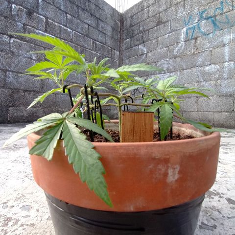 MK 1 growlog timeline photo