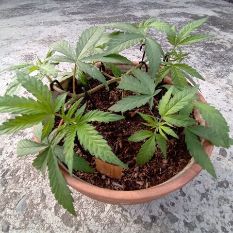 MK 1 growlog timeline photo