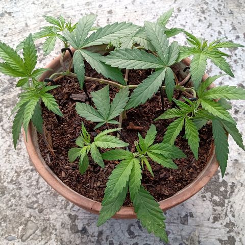 MK 1 growlog timeline photo
