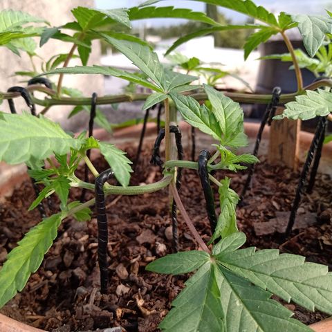 MK 1 growlog timeline photo
